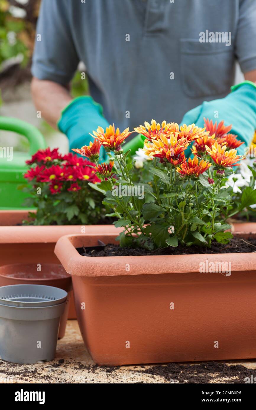 Gardener potting flowers in a greenhouse or garden - chrysanthemum Stock Photo