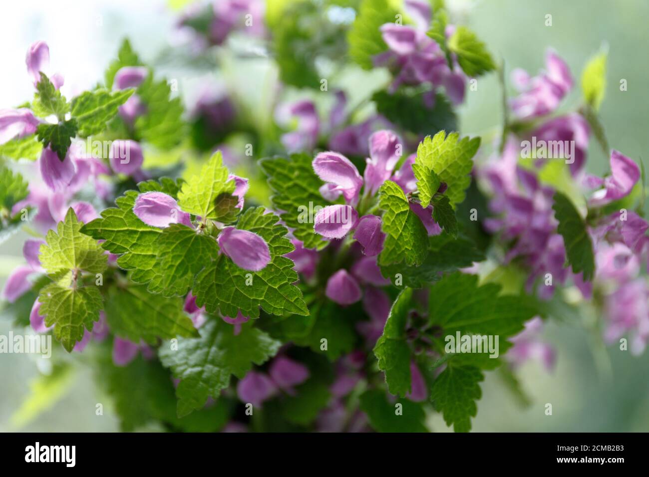 Lamium purpureum.  Purple flowers with green leaves in the sunlight Stock Photo