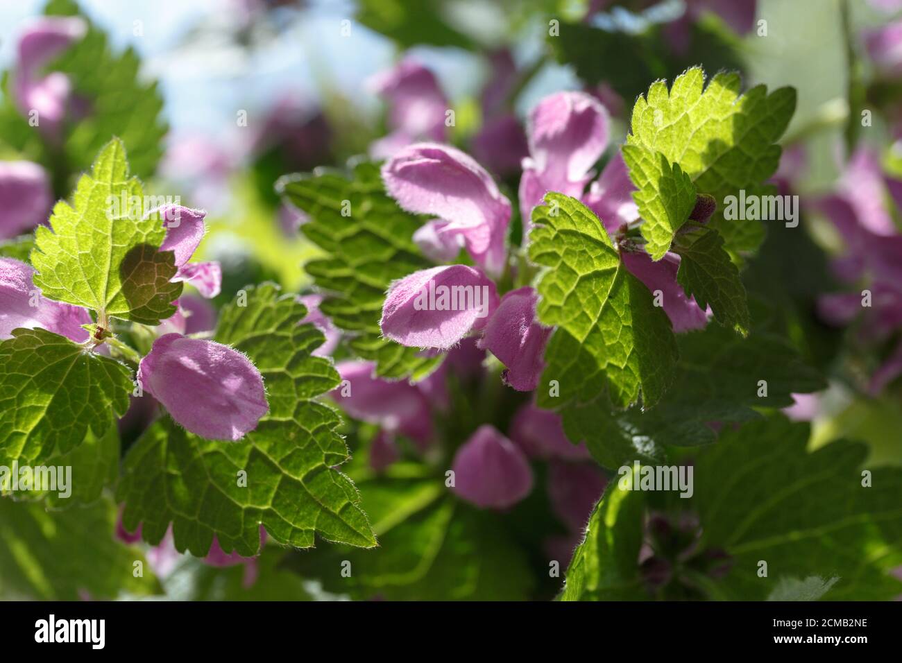 Lamium purpureum. Purple flowers with green leaves in the sunlight Stock Photo