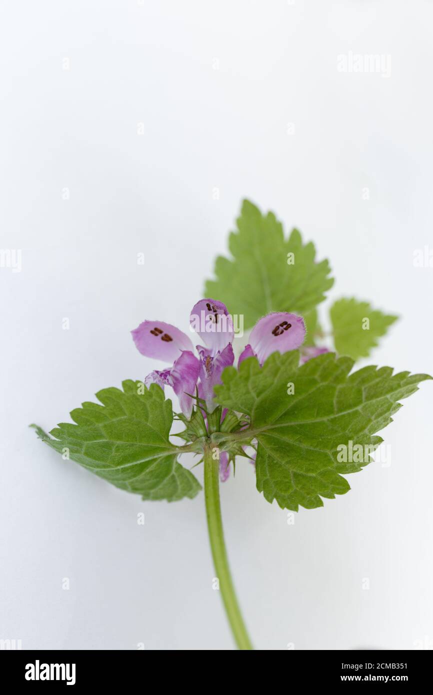 Bottom side view of flowers hires stock photography and images Alamy