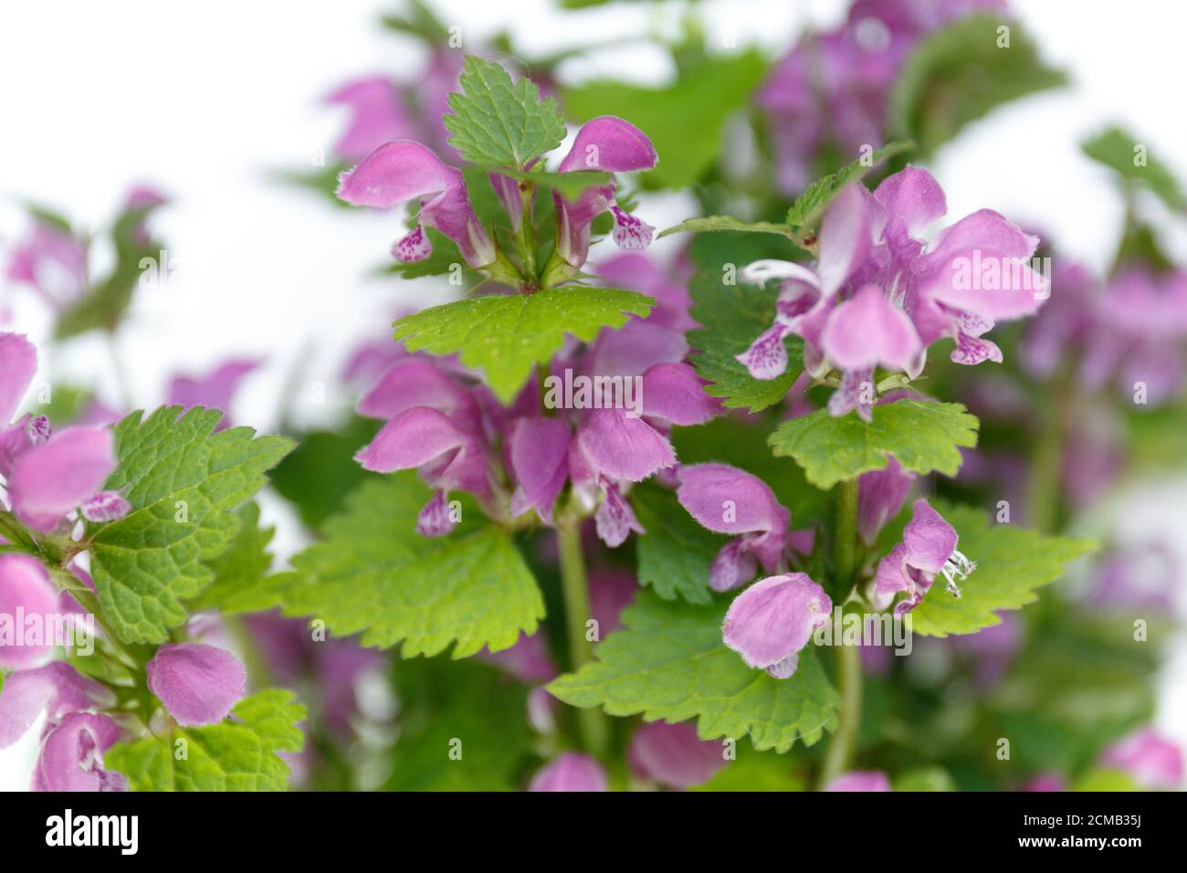 Lamium purpureum. Purple flowers with green leaves on a white background Stock Photo