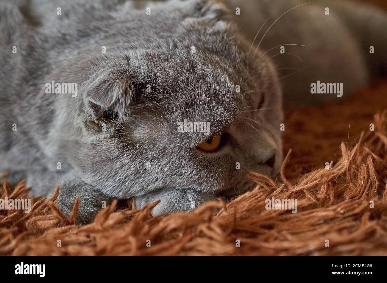 A Scottish fold cat sleeps on a brown fluffy blanket. Close up Stock Photo