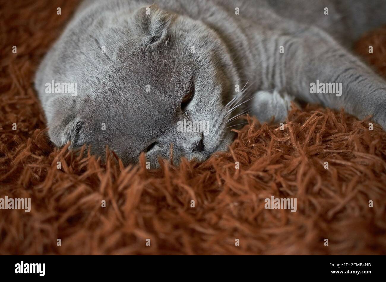 A Scottish fold cat sleeps on a brown fluffy blanket. Close up Stock Photo