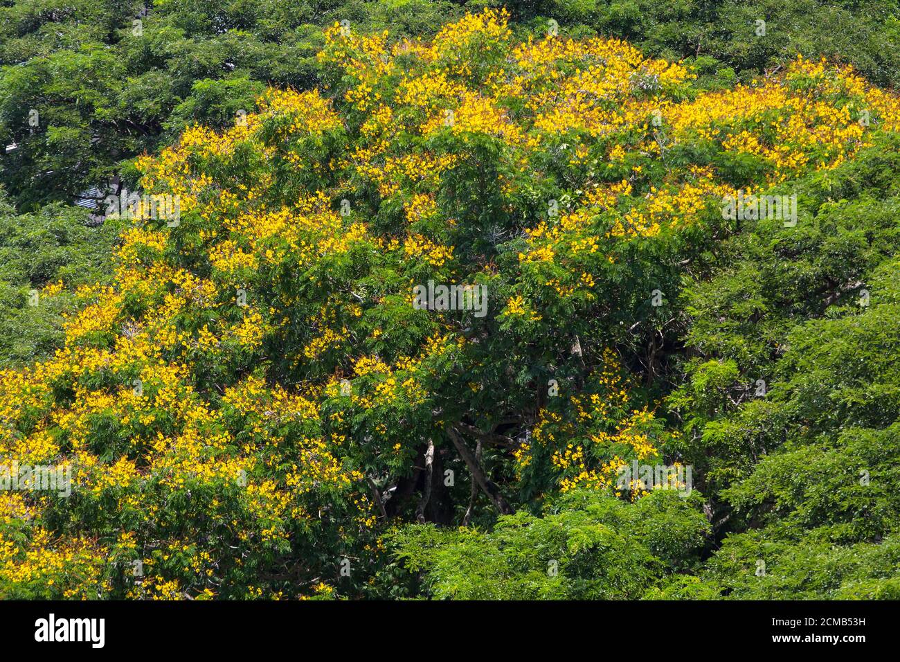 Aerial view of The Yellow Flame Tree in Singapore. Stock Photo