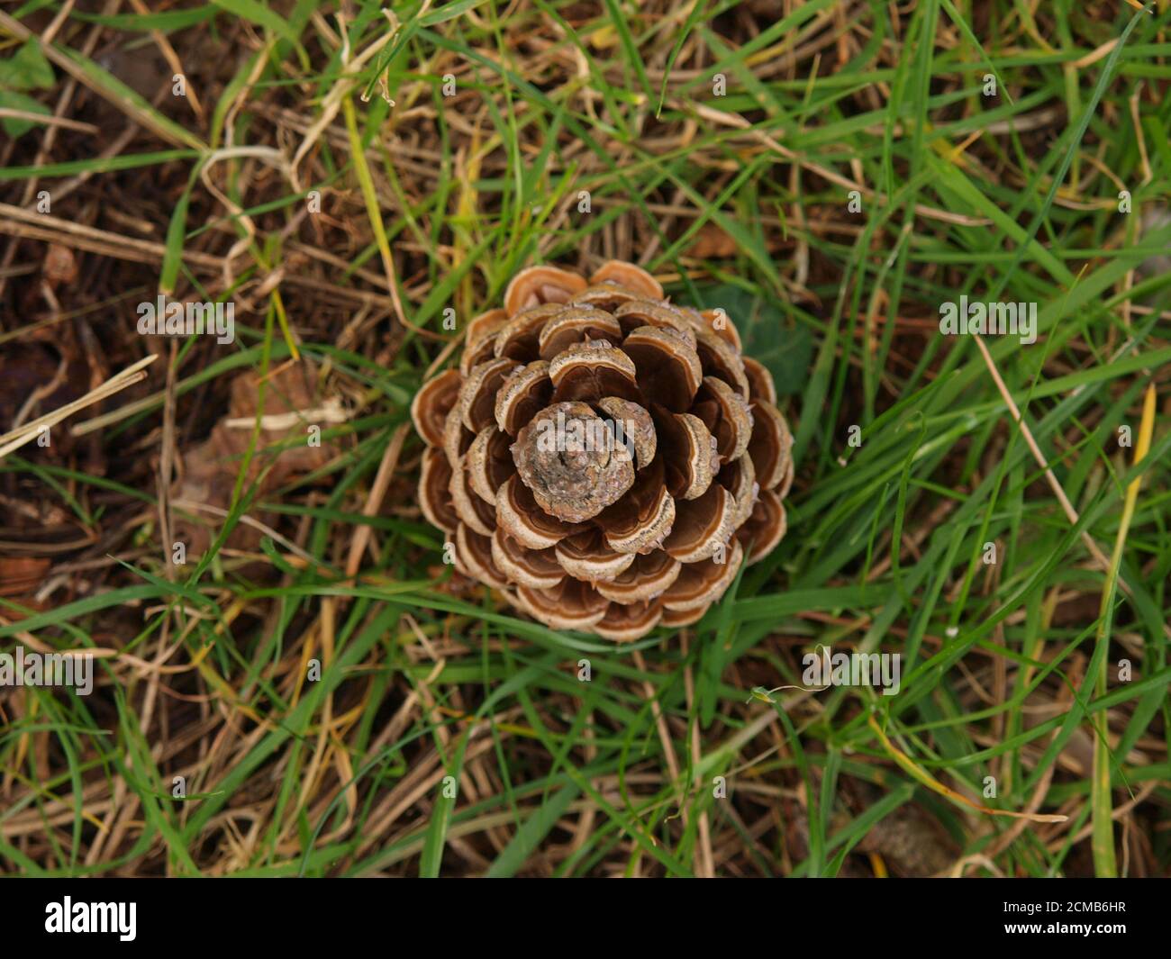 Looking down on a pine cone Stock Photo