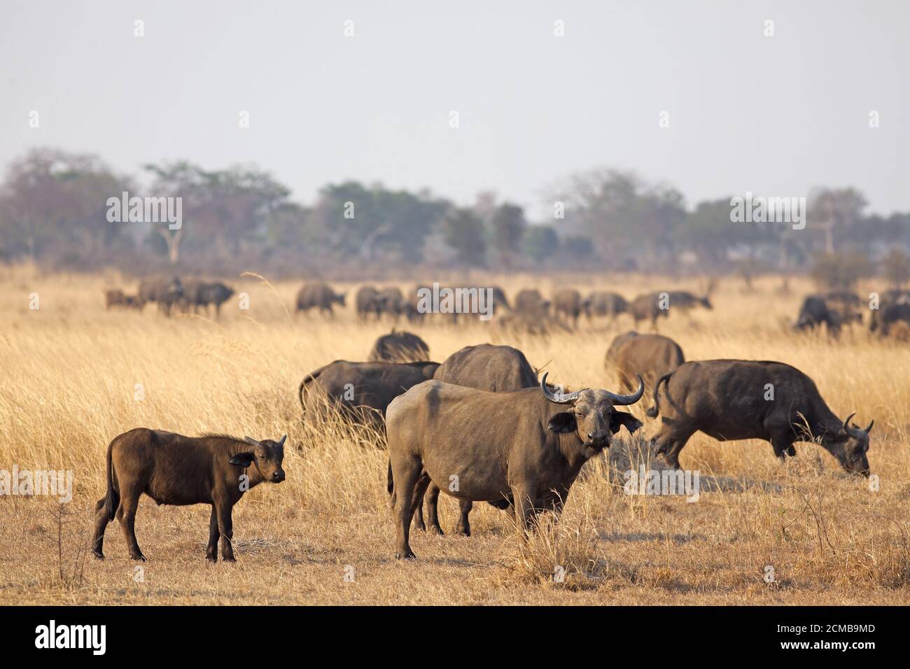 Wild African Buffalo Stock Photo - Alamy