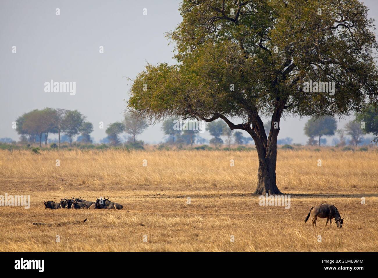 Wild African Buffalo Stock Photo - Alamy