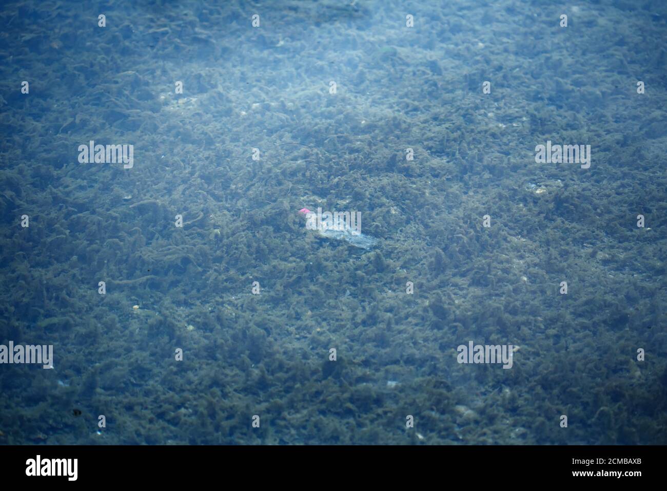 Human contamination and pollution concept, plastic bottle lying underwater on the bottom among seaweed and mud Stock Photo