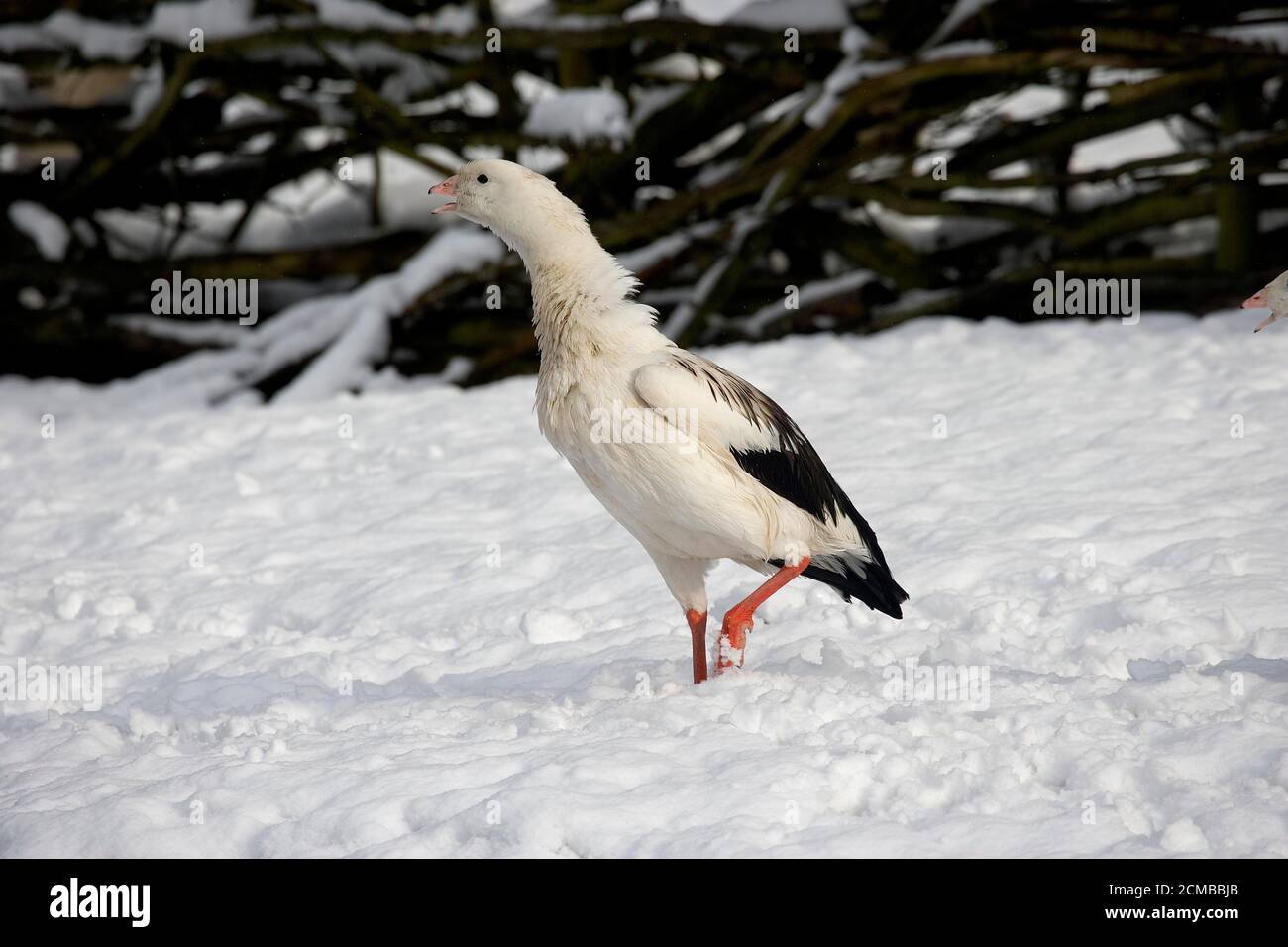 Andean Goose, chloephaga melanoptera, Adult standing on Snow Stock Photo