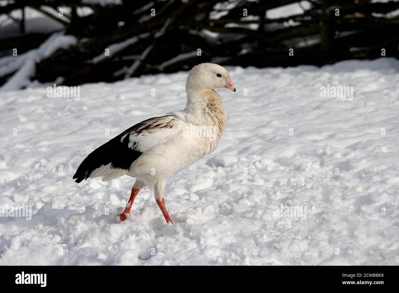 Andean Goose, chloephaga melanoptera, Adult standing on Snow Stock Photo