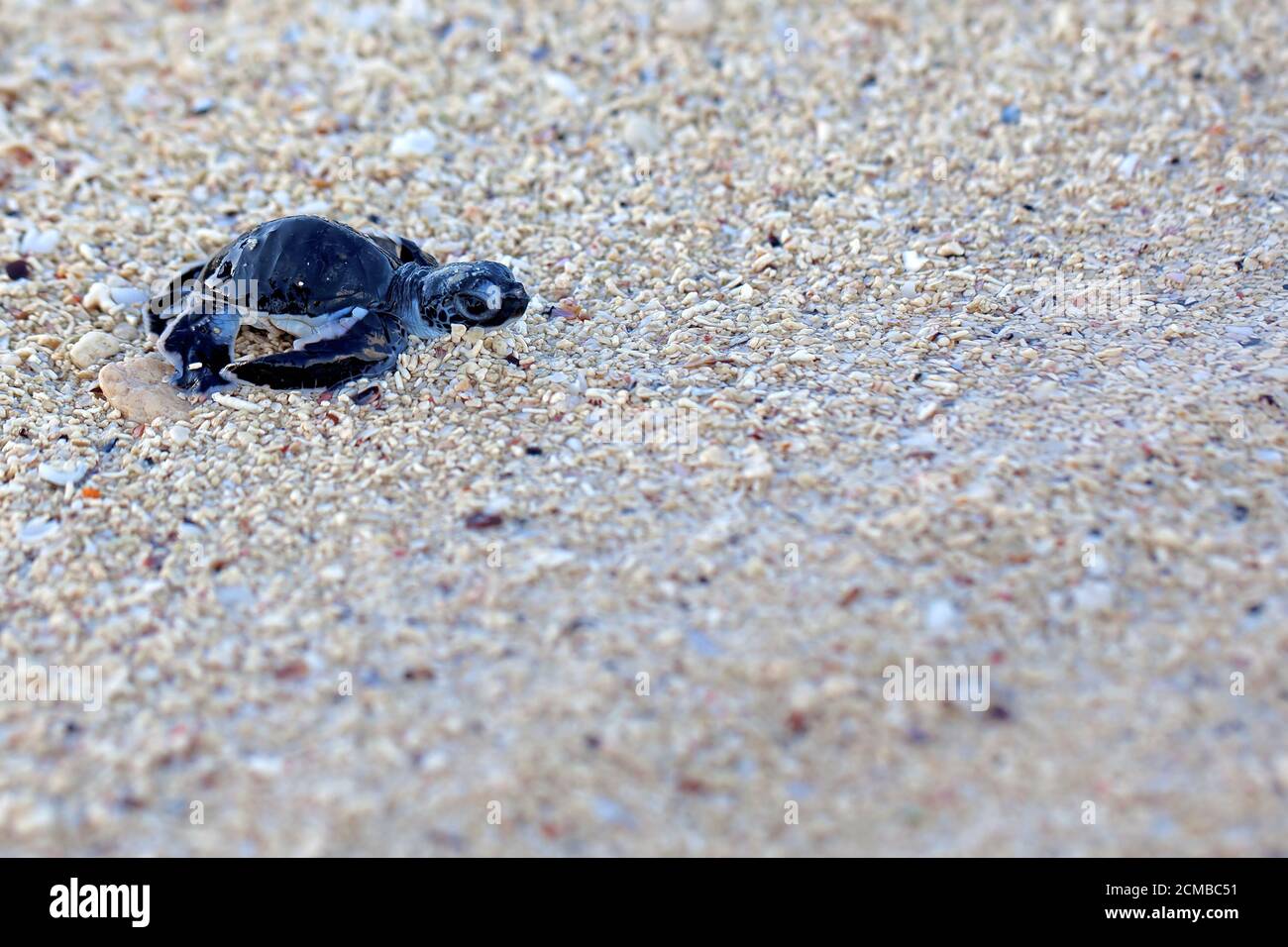 Green Sea Turtle Hatchling Stock Photo