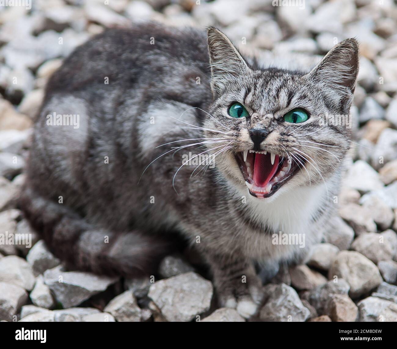 The British cat Stock Photo - Alamy