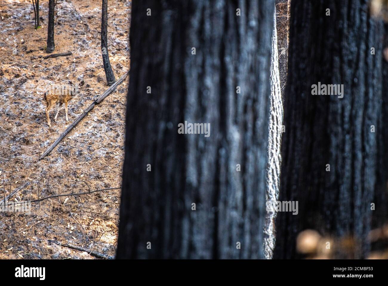 Ben Lomond, California, USA. 16th Sep, 2020. A deer poses for a photo