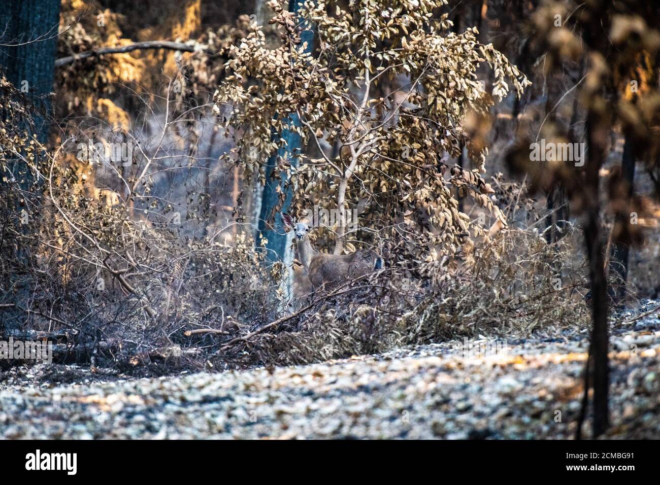 BEN LOMOND, CALIFORNIA SEPTEMBER 16 A deer poses for a photo on Alba