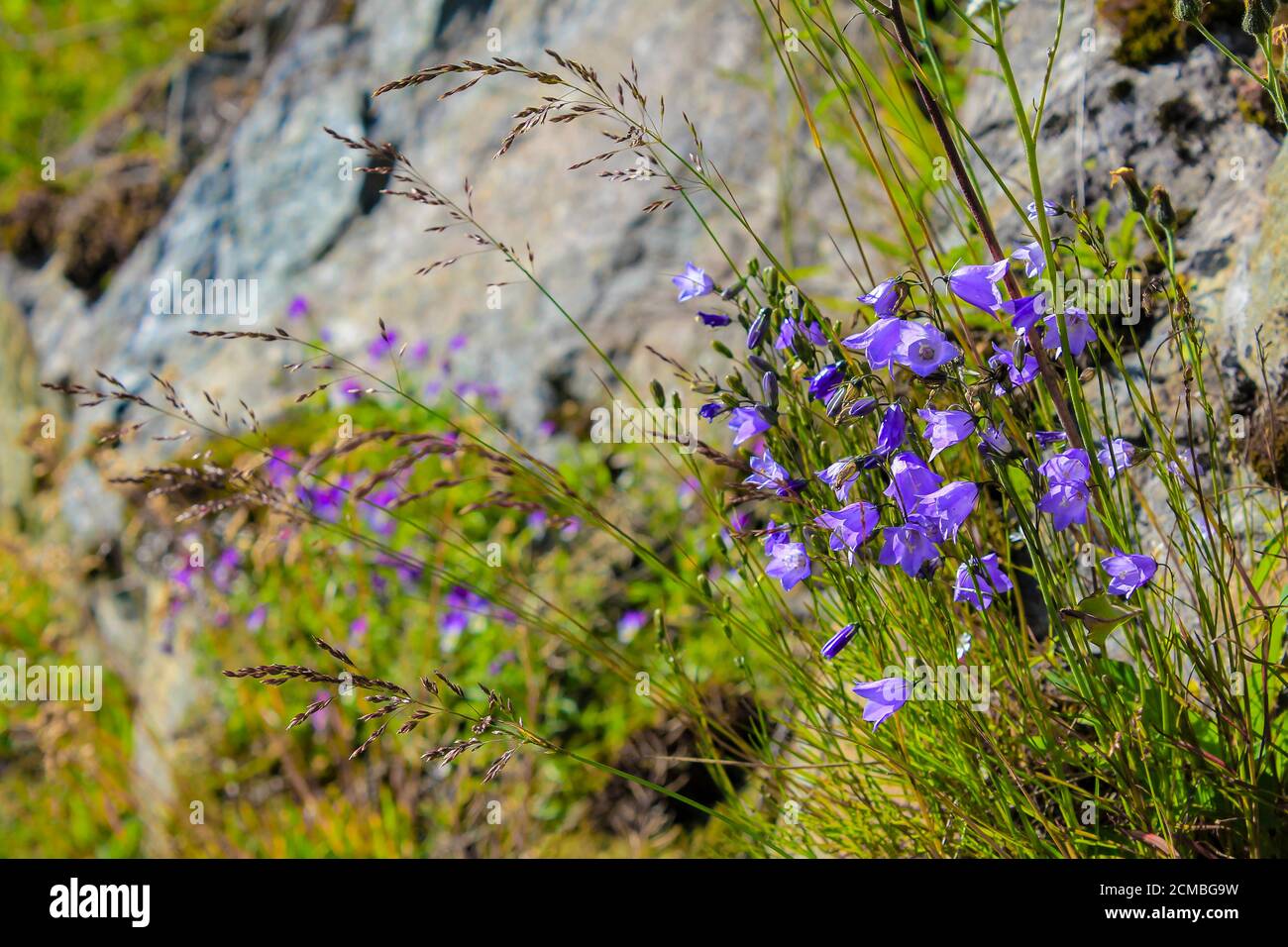 Lawn Bellflower Campanula cespitosa Summer meadow in Hemsedal, Viken, Norway. Stock Photo