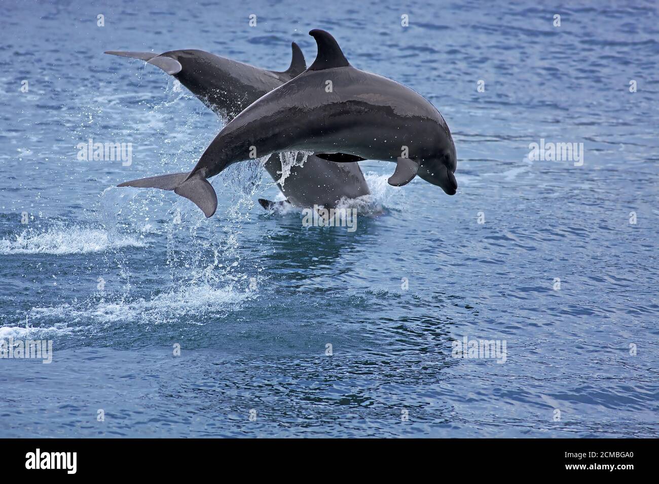 Bottlenose Dolphin Stock Photo