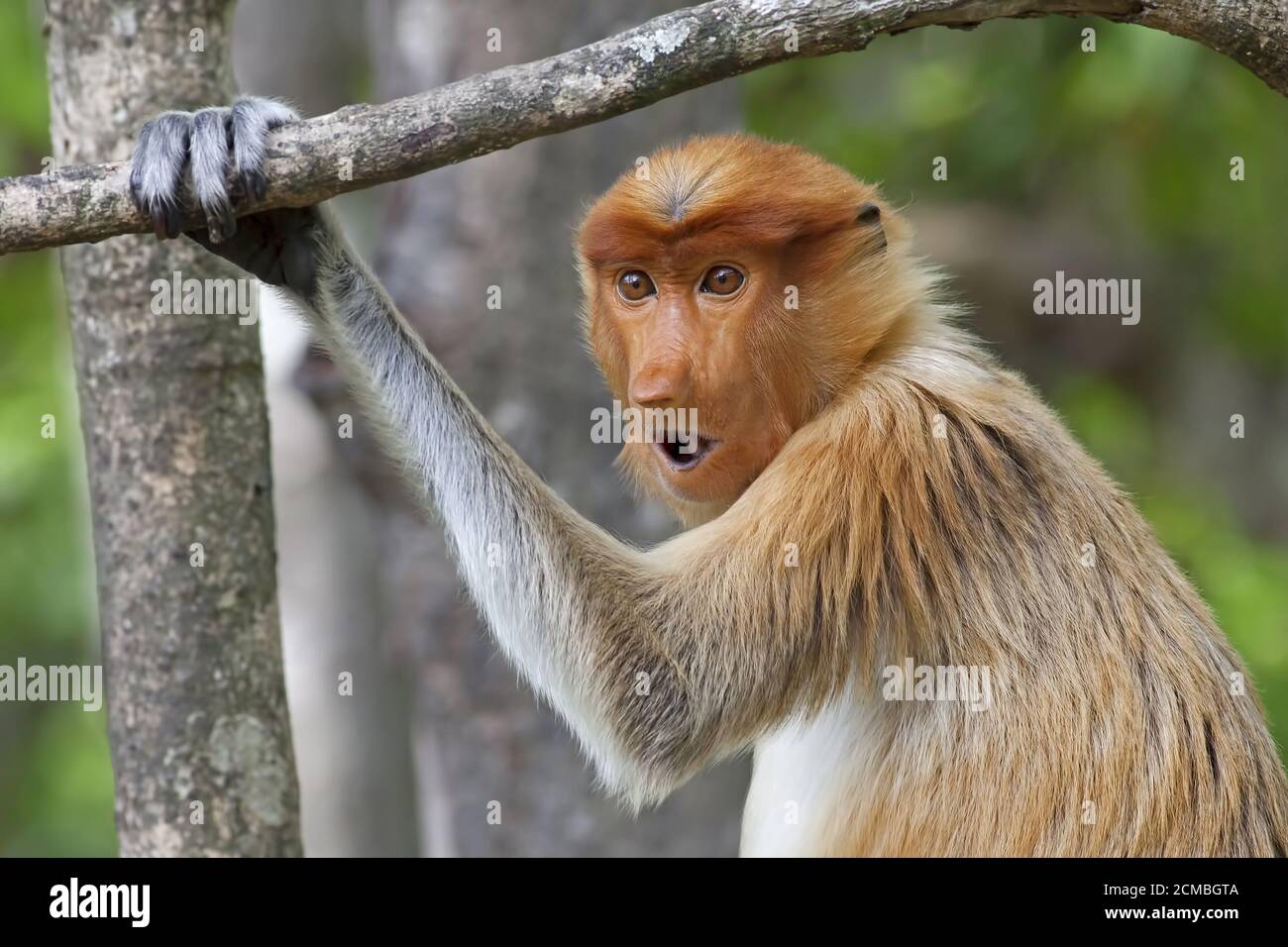 Child feeding monkey hi-res stock photography and images - Alamy