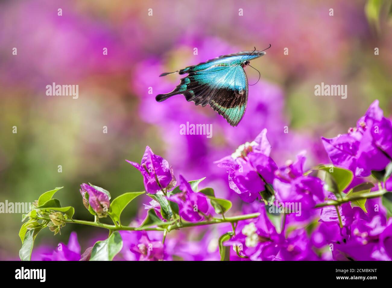 Blue Swallowtail Butterfly Stock Photo - Alamy