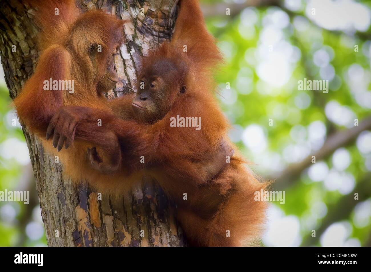 Borneo orangutans hi-res stock photography and images - Alamy