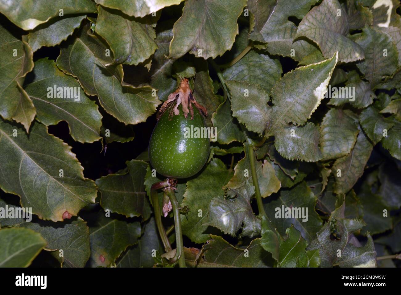 Passionfruit ripening on vine Stock Photo Alamy