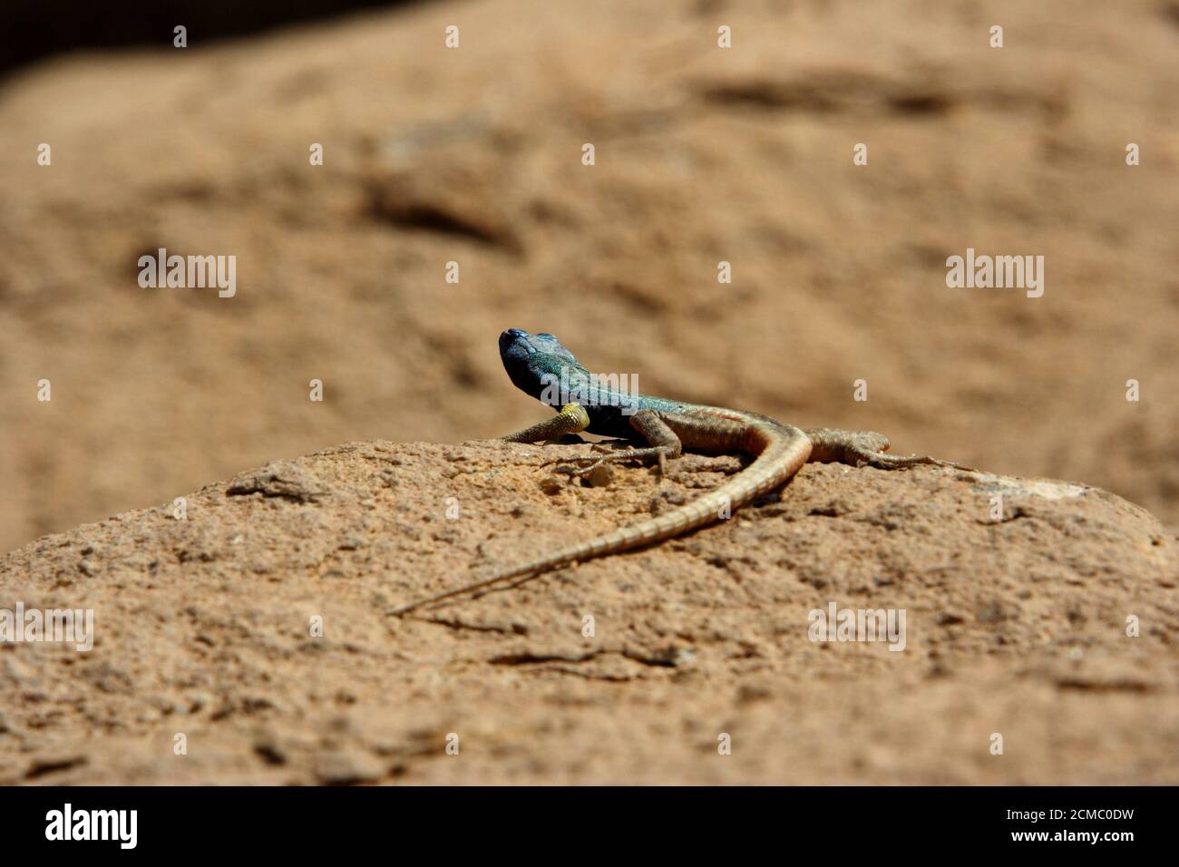 african animals and landscape Stock Photo