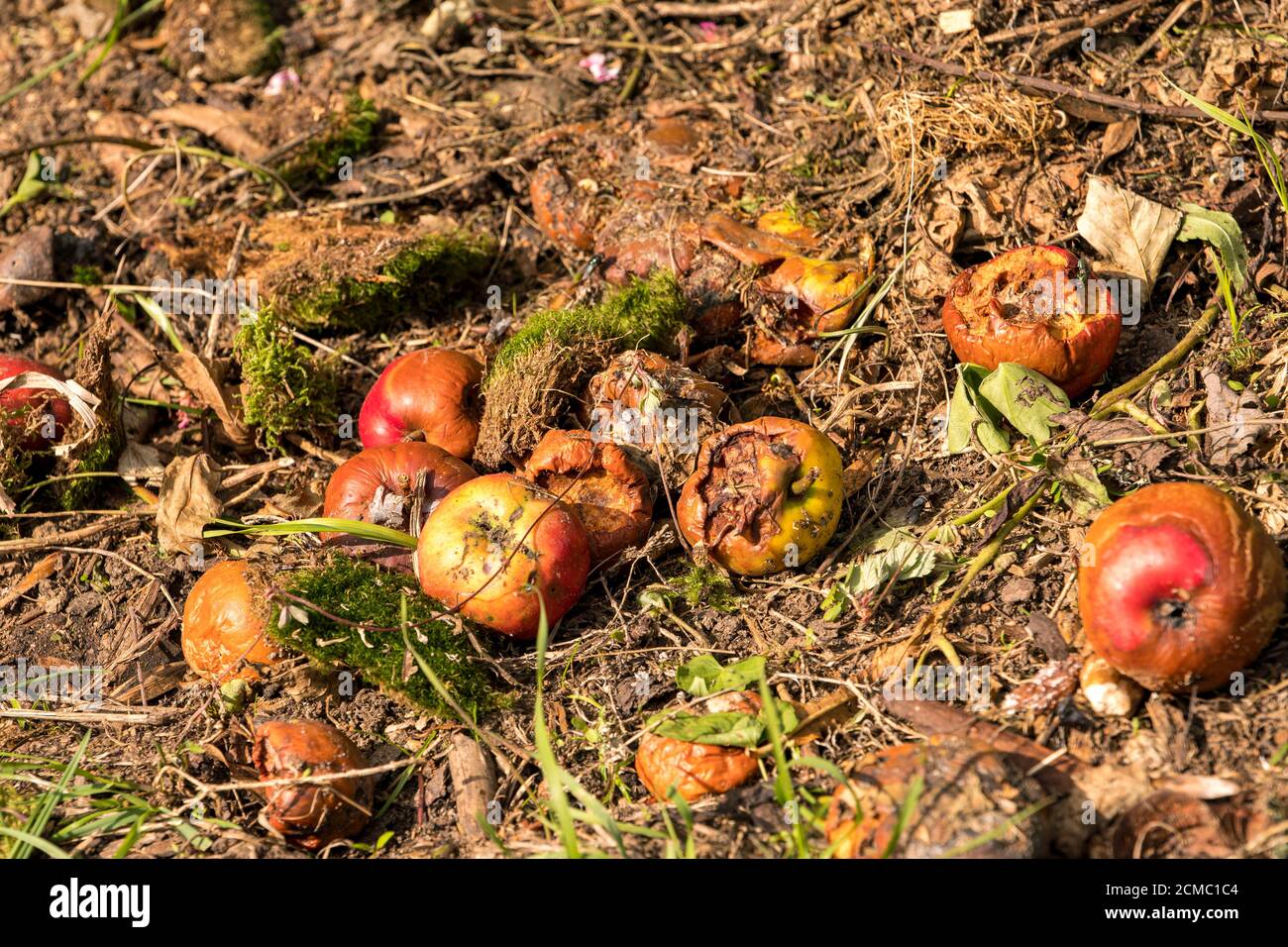 Organic waste compost with rotten apples Stock Photo Alamy