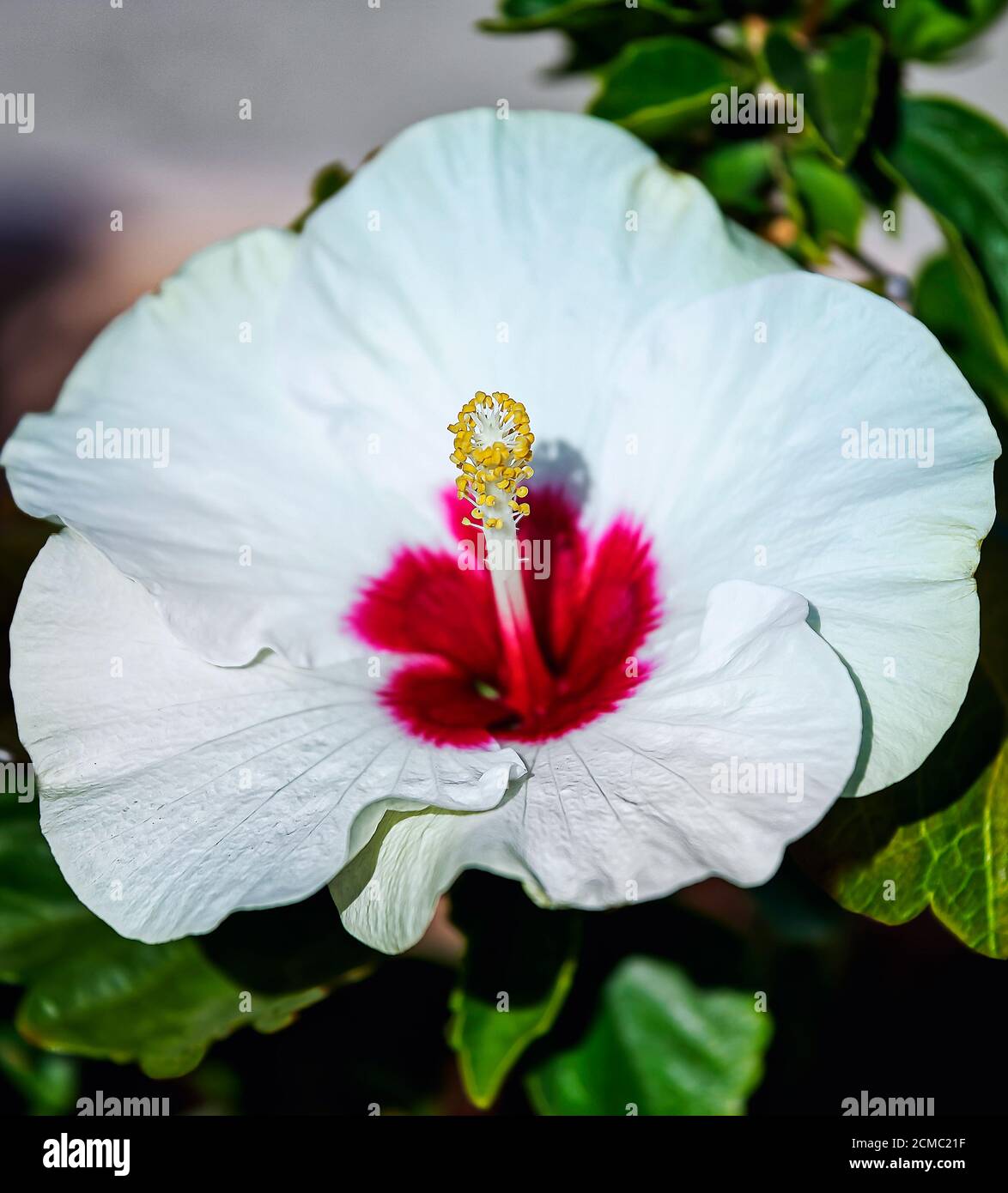 Hibiscus Flower Head. White flower in full bloom. Stock Image. Stock Photo