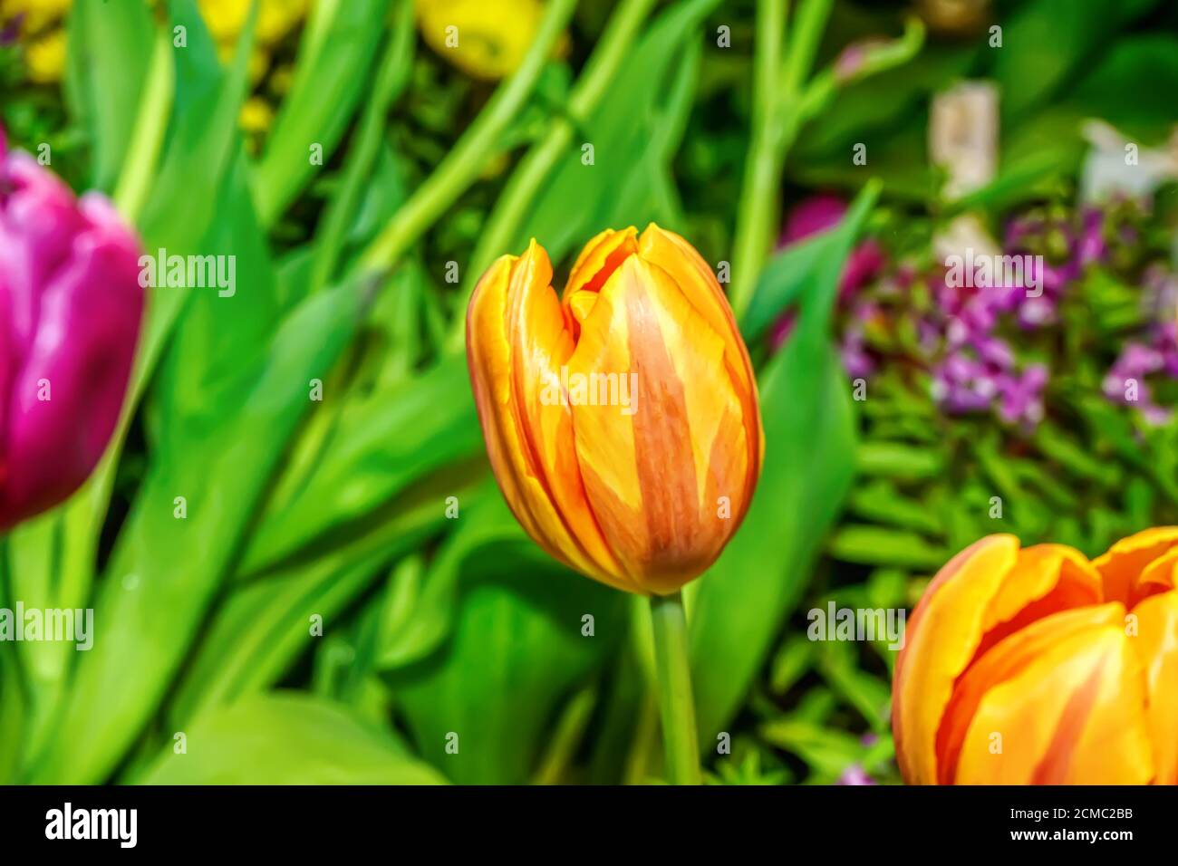 Yellow tulip prominent and beautiful in the garden Stock Photo - Alamy