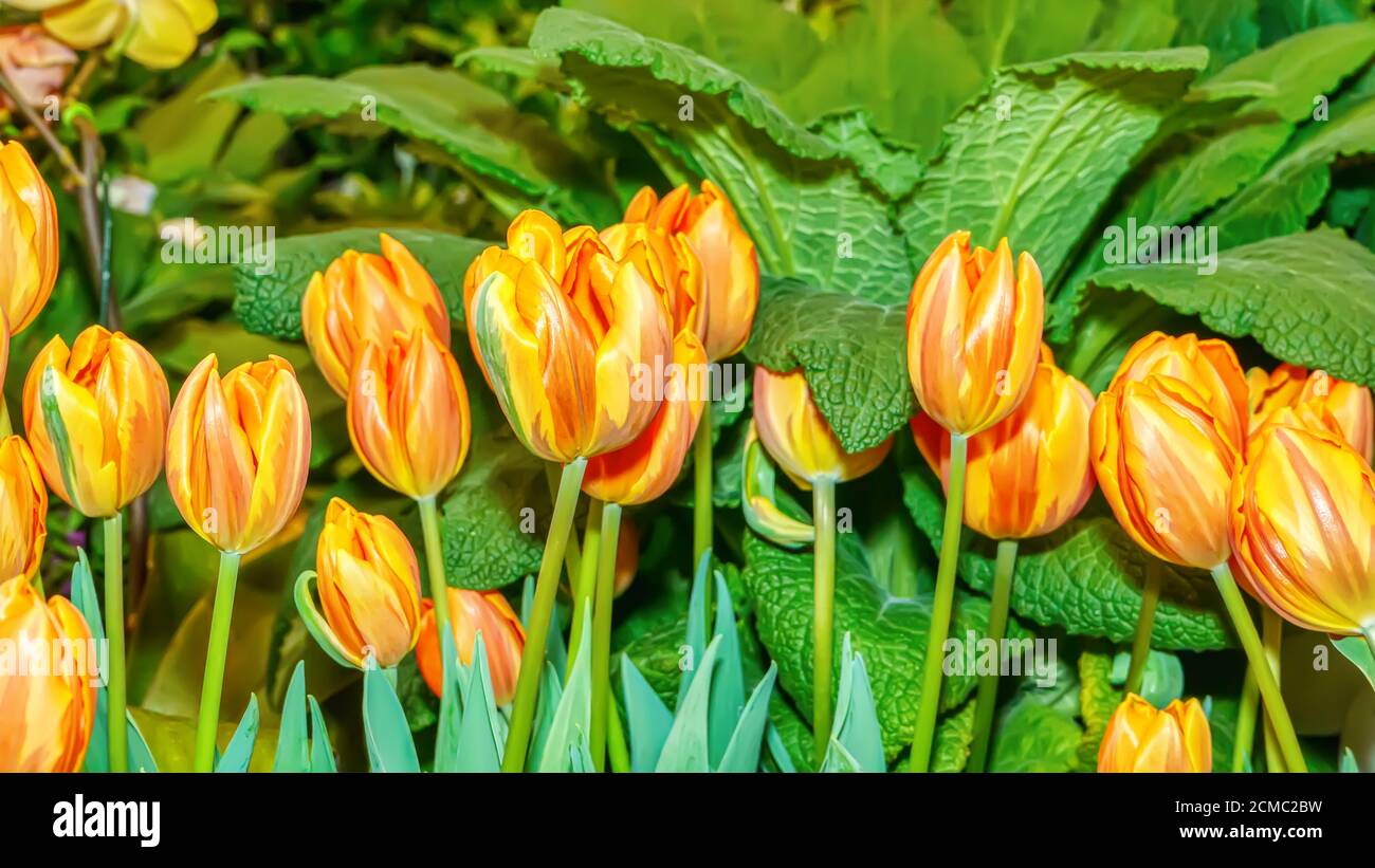 Yellow tulip prominent and beautiful in the garden Stock Photo - Alamy