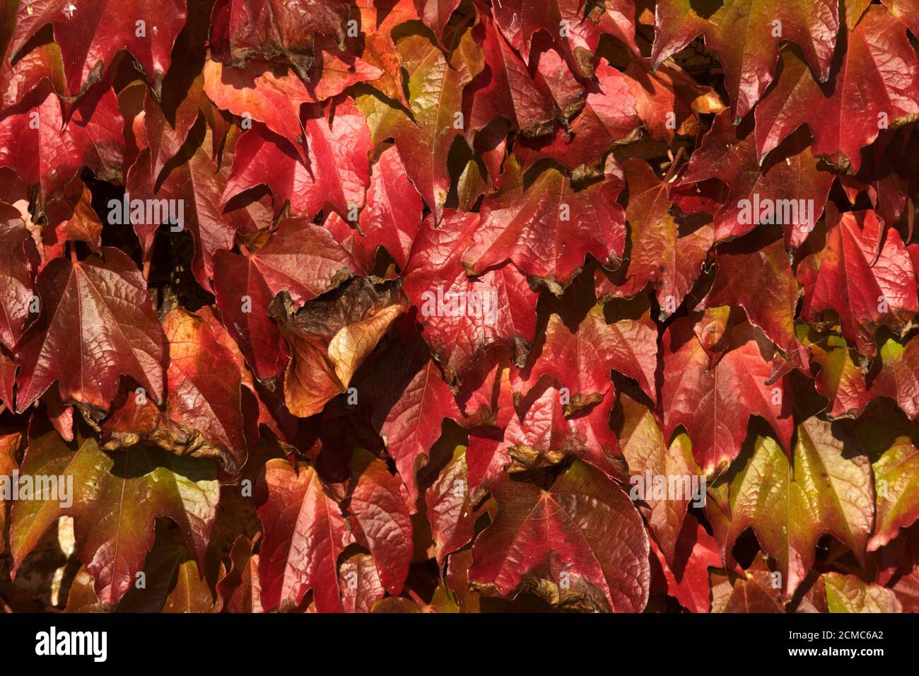 As autumn progresses leaves of the Virginia Creeper turn red that darkens as the die-back process of senescence advances. Popular with gardeners Stock Photo