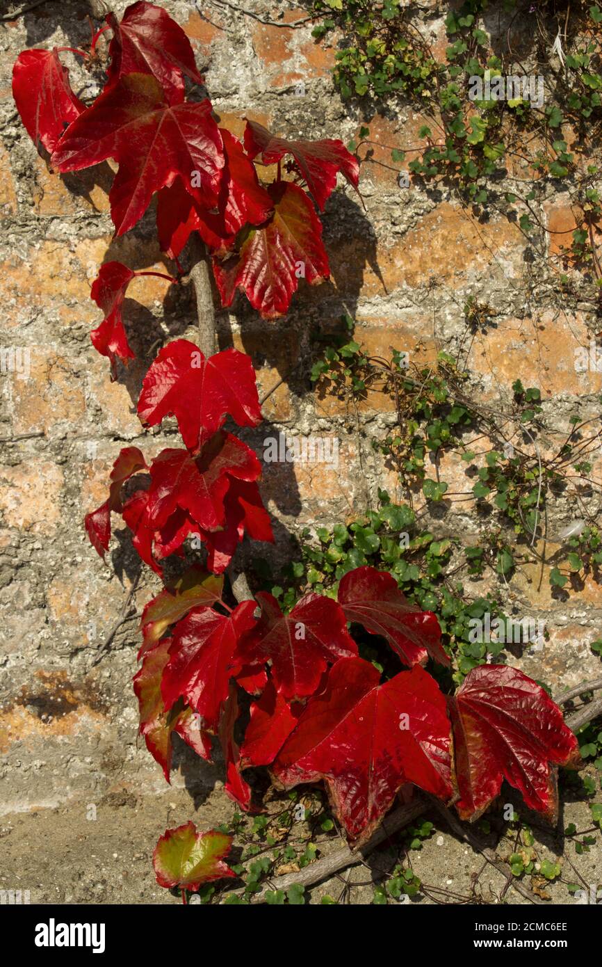 The distinctive lobed leaves of the Virginia Creeper start to turn a vivid red colour as autumn encroaches. A native of North America they are popular Stock Photo