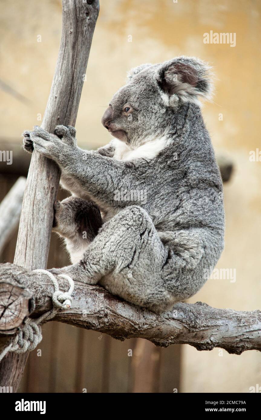 Captive koala, phascolarctos cinereus,  sitting on a tree in the zoo of Madrid Stock Photo