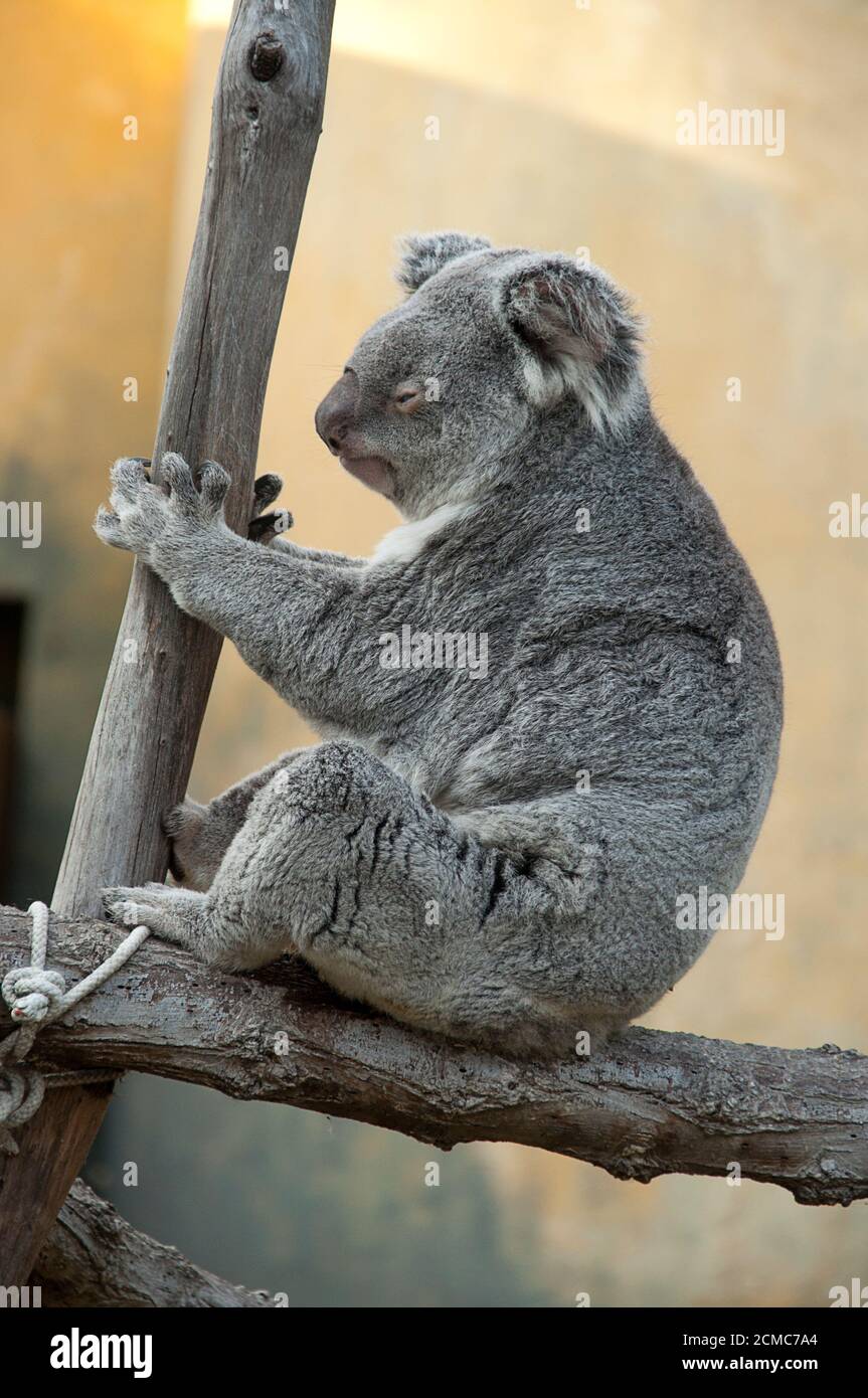 Captive koala, phascolarctos cinereus,  sitting and sleeping on a tree in the zoo of Madrid Stock Photo