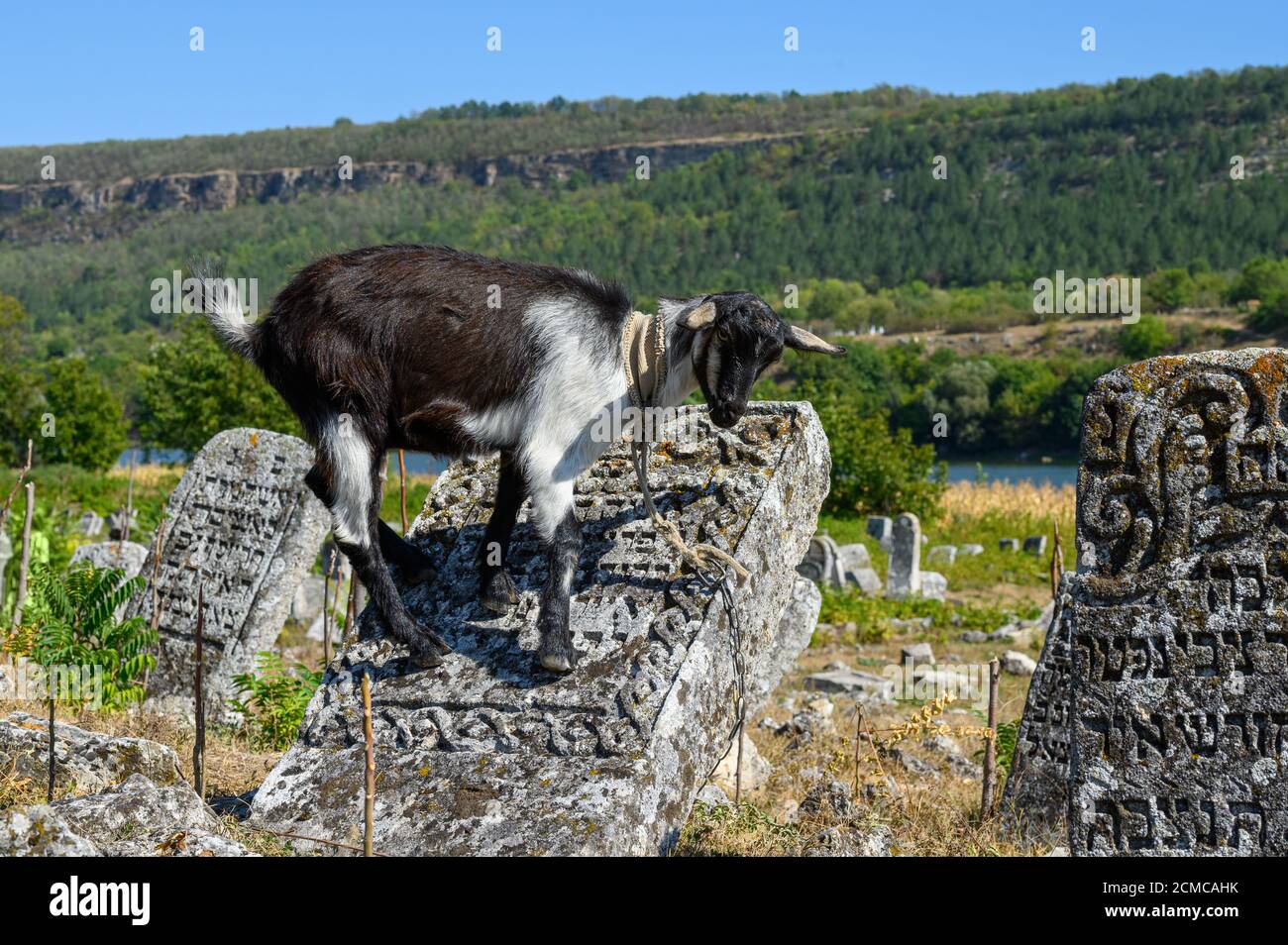 Domestic goat at ancient Jewish cemetery in Vadul liu Rascov in Moldova Stock Photo