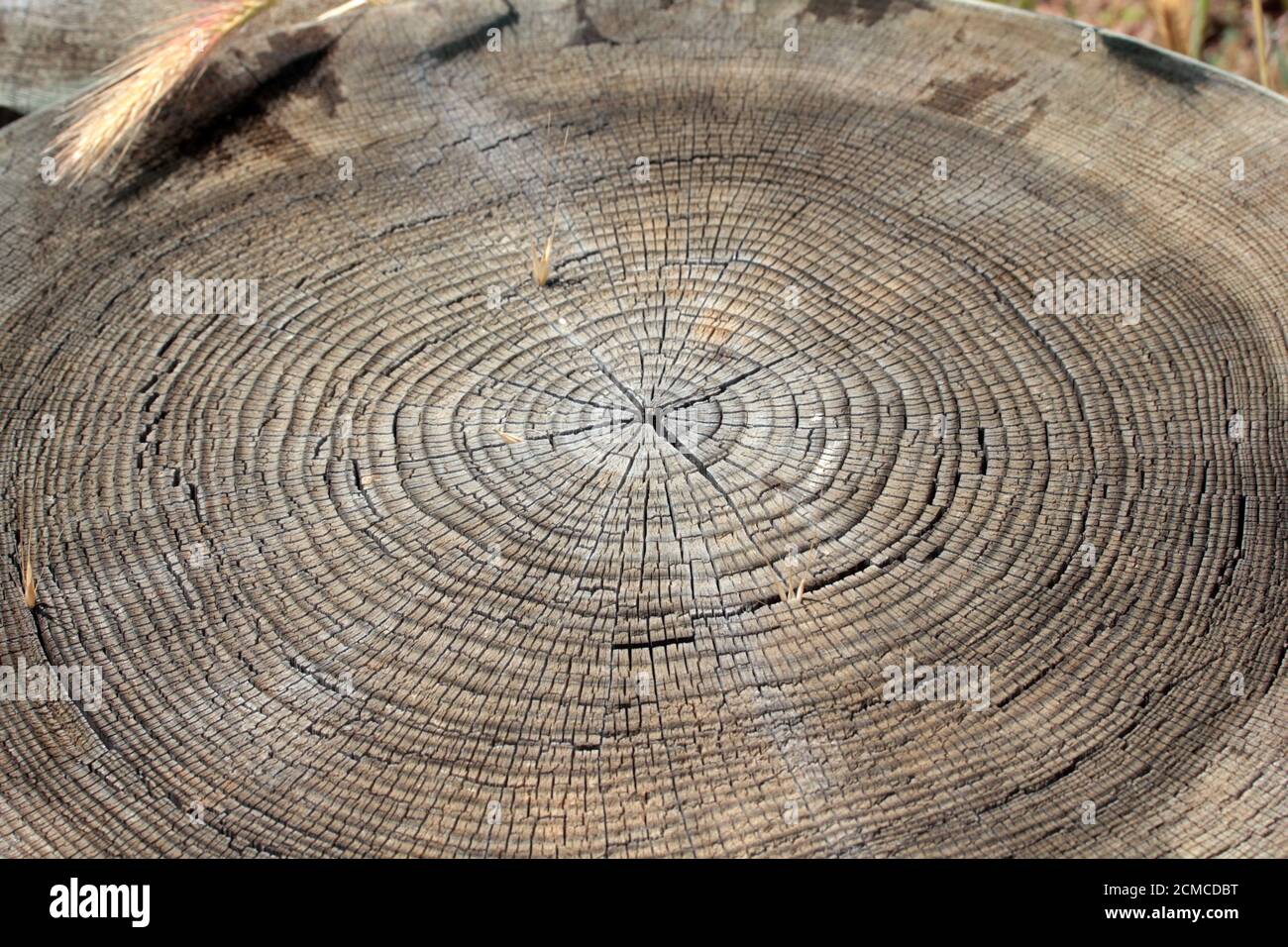 Tree ring abstract background textured Stock Photo - Alamy