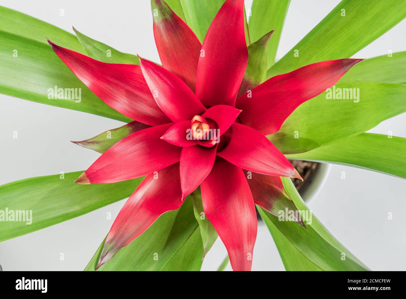 Top view of red Bromeliad (Bromeliaceae)  tropical flower in white background Stock Photo
