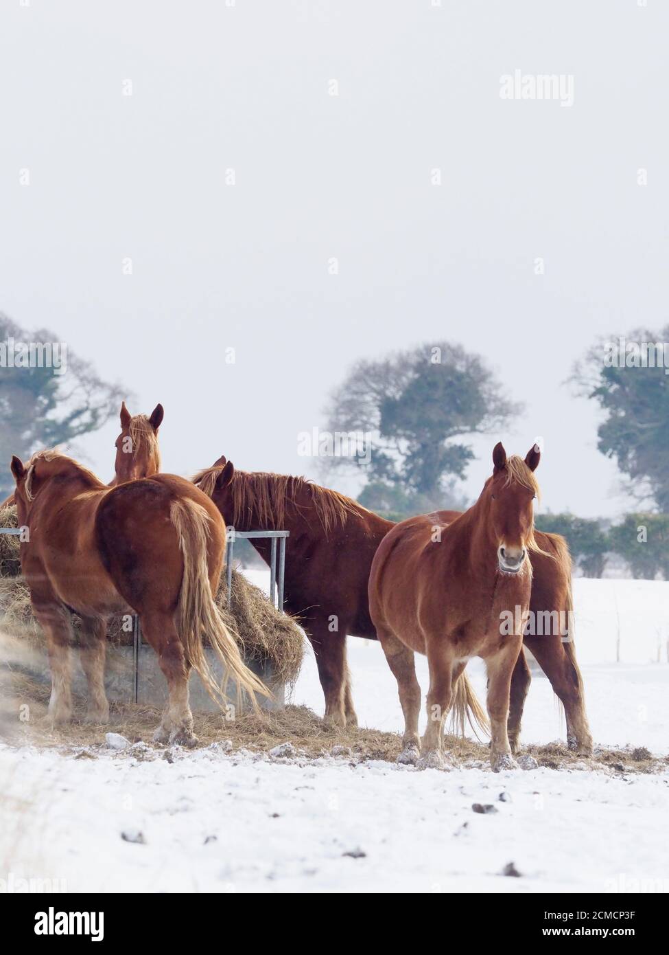 A herd of horses eat hay during a cold and snowy winter. Stock Photo