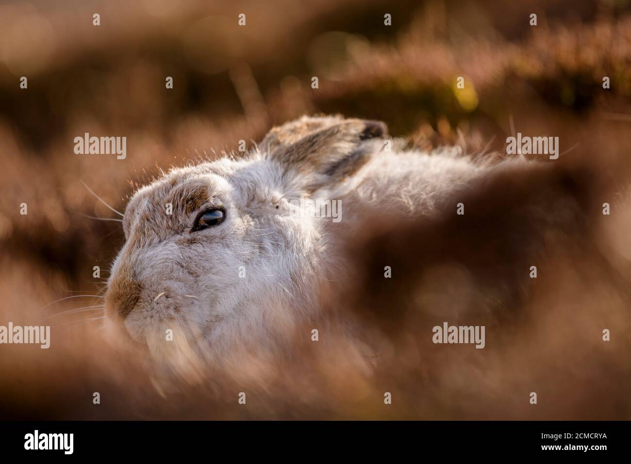 Closeup portrait of a Mountain hare , Scotland Stock Photo Alamy