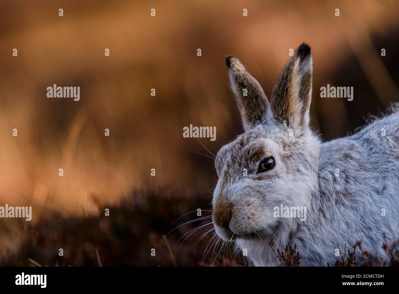 Closeup portrait of a Mountain hare , Scotland Stock Photo