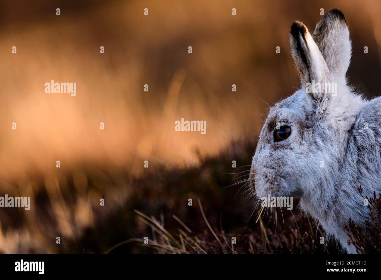 Closeup portrait of a Mountain hare , Scotland Stock Photo