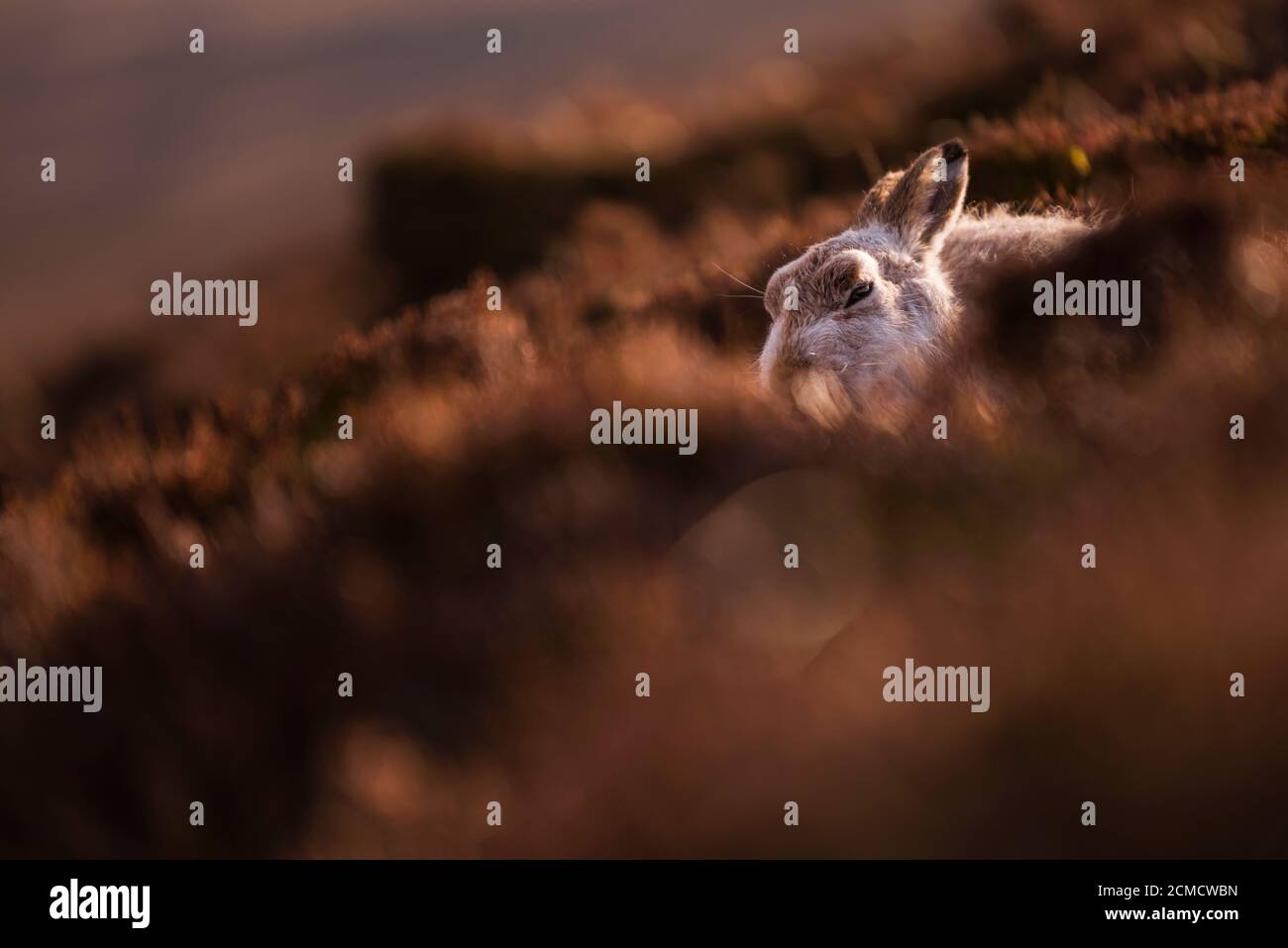 Closeup portrait of a Mountain hare , Scotland Stock Photo Alamy
