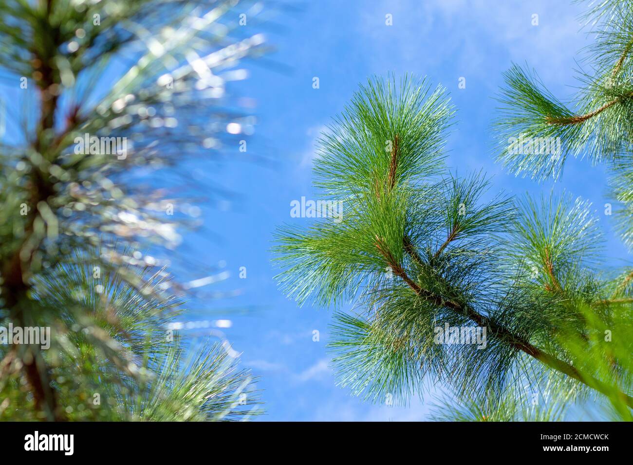 Pinus ponderosa Stock Photo