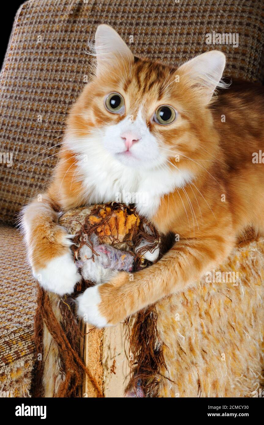 Pet damage furniture hires stock photography and images Alamy