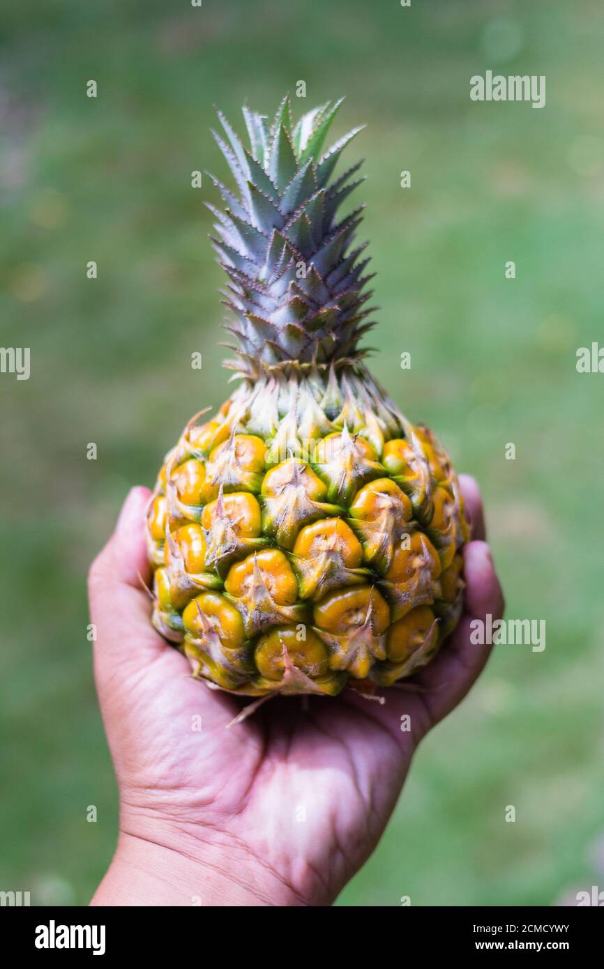 A small and sweet pineapple from the fields of Bukidnon, Philippines