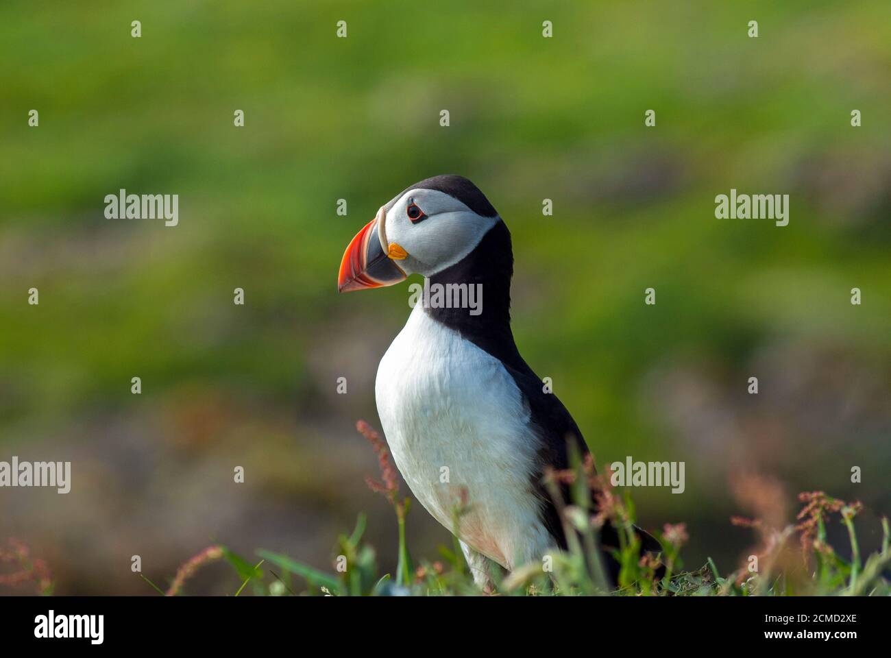 Close up of a Puffin standing on a grassy cliff top, Lunga, Treshnish Islands, West Scotland. Stock Photo
