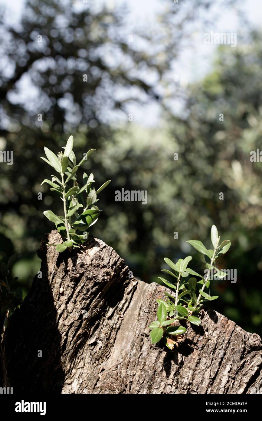 Tree bark with a shoot, closeup of new spring growth leaves Stock Photo ...