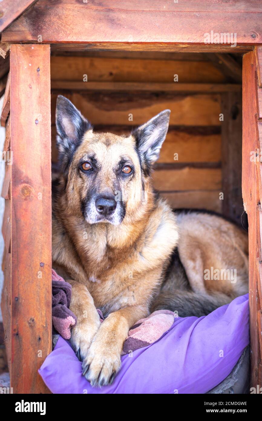German Shepherd dog lying in a wooden dog house, South Africa Stock