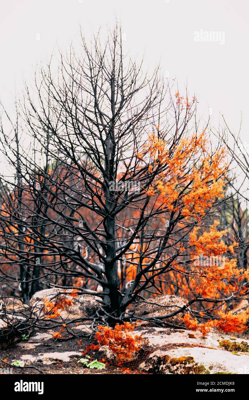 Burned trees after a forest fire Stock Photo - Alamy