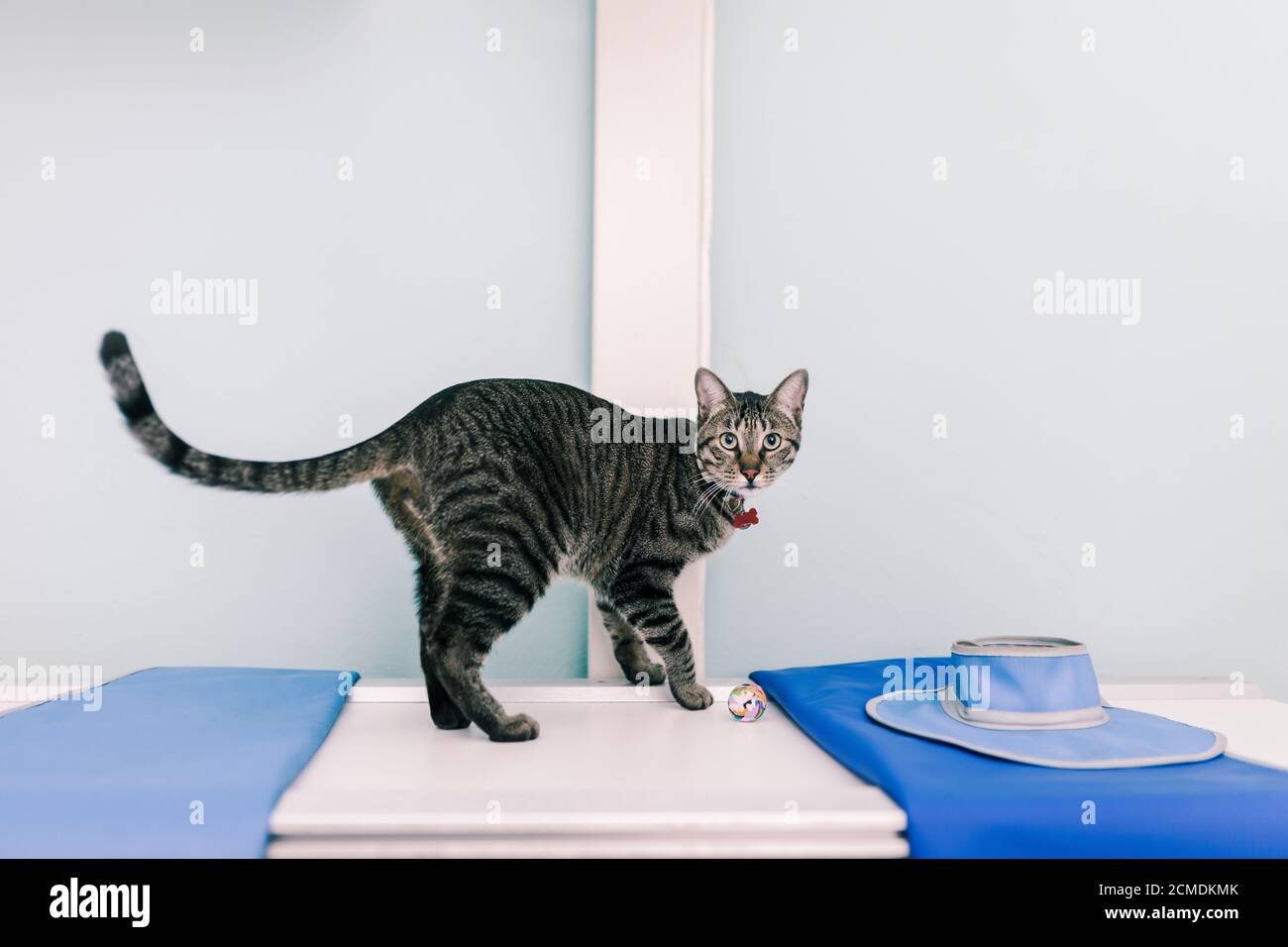 Xray of a animal the cat hires stock photography and images Alamy
