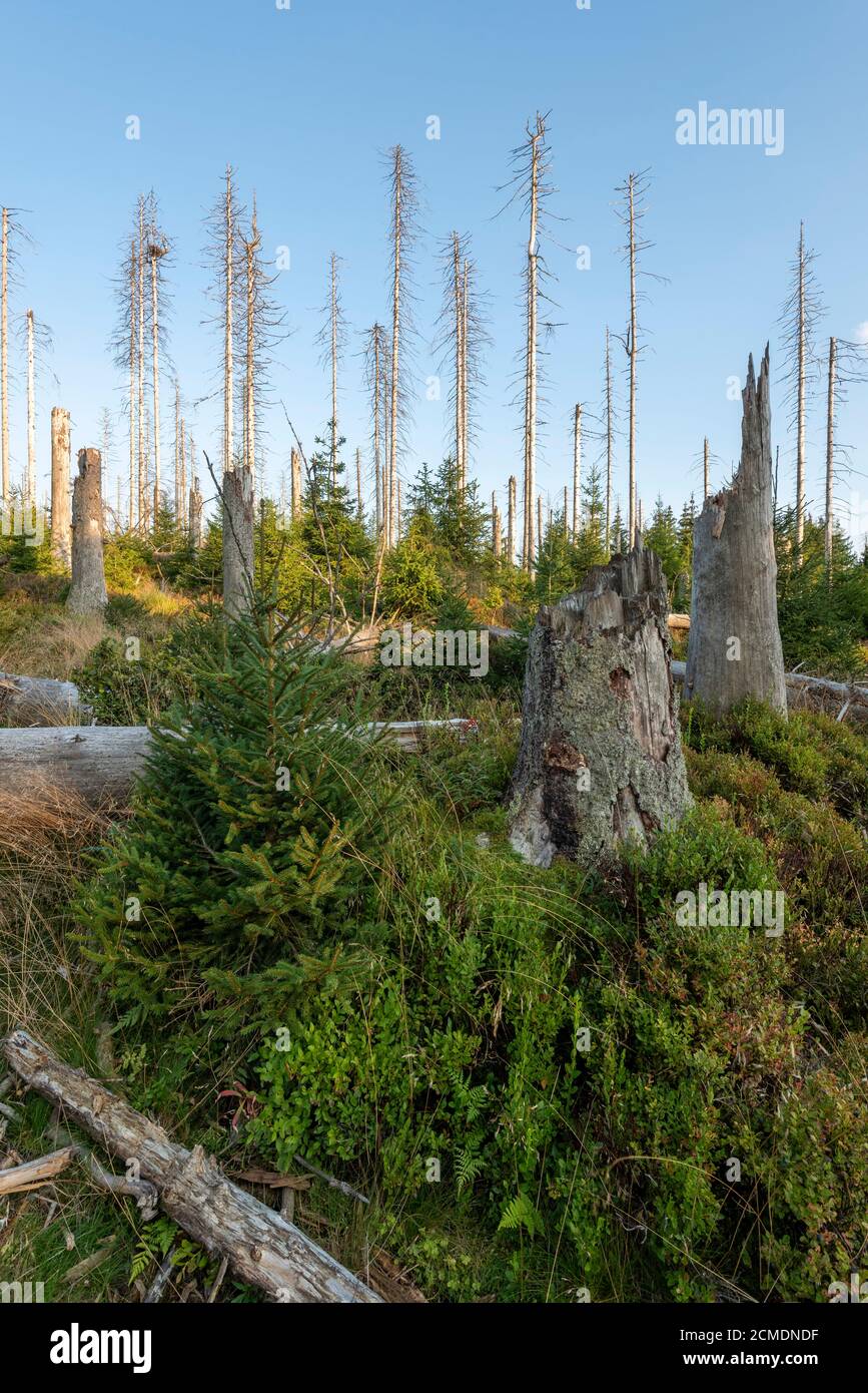 12 September 2020, Lower Saxony, Oderbrück: Dead trees stand by the Oderteich pond in the Harz National Park. The Harz is one of the most important tourist regions in Germany. Photo: Stephan Schulz/dpa-Zentralbild/ZB Stock Photo